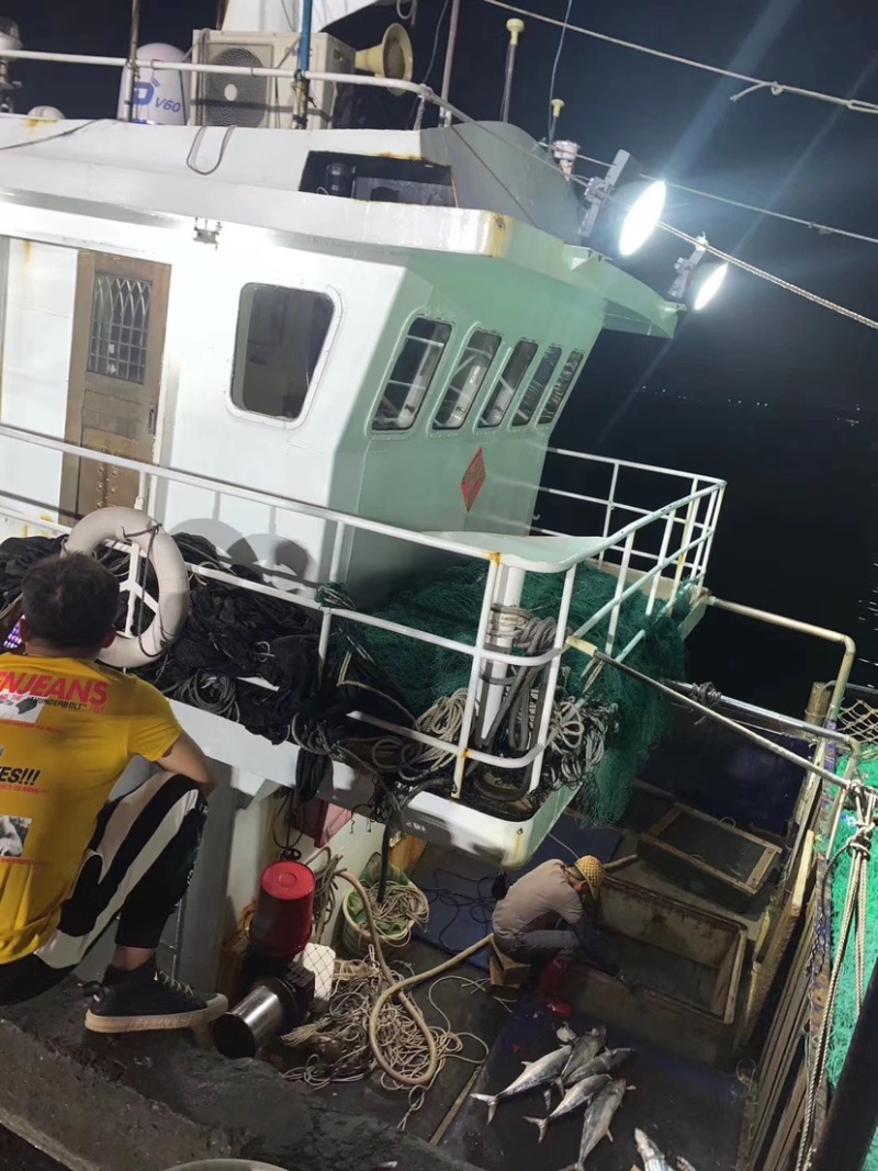 新鲜博贺港本地马鲛鱼