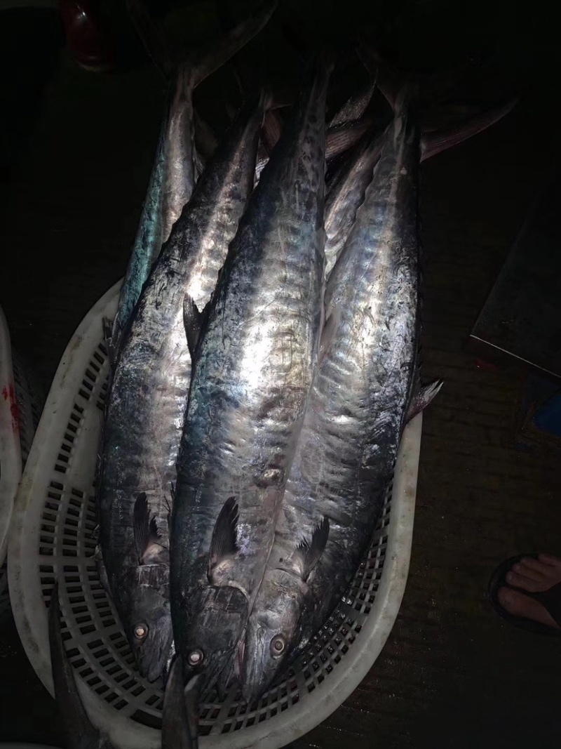 新鲜博贺港本地马鲛鱼