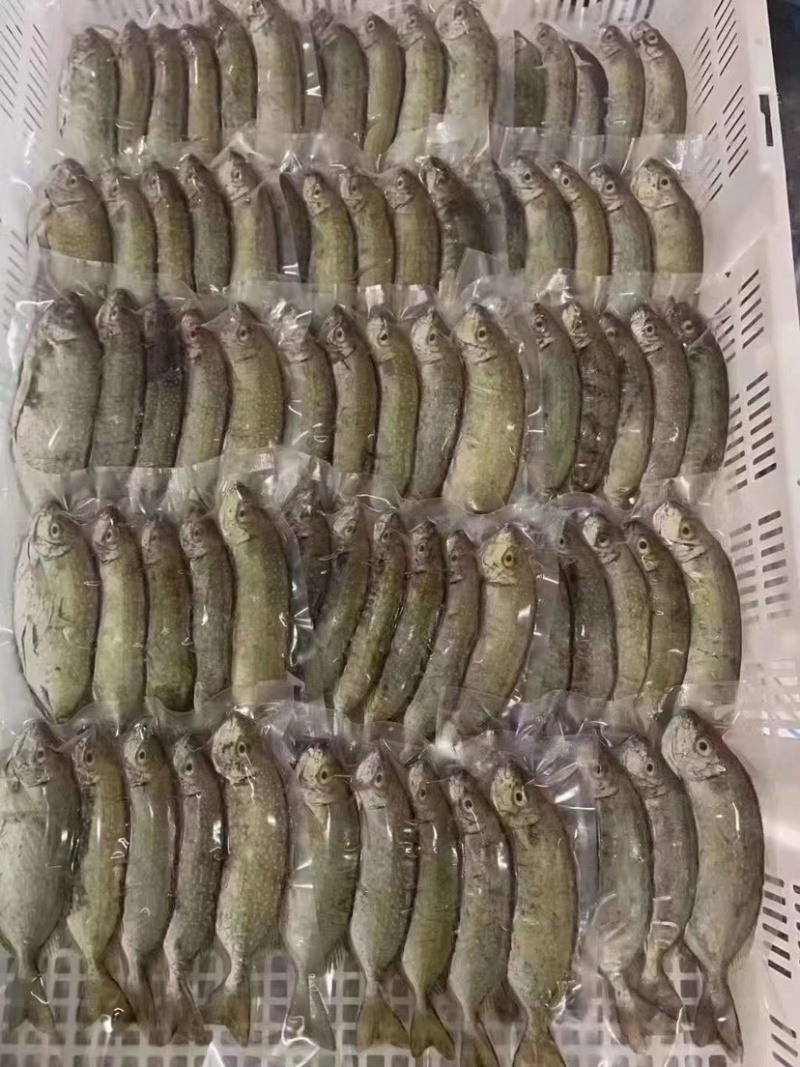 泥猛鱼新鲜又好吃快来买啊