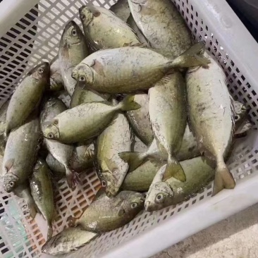 泥猛鱼新鲜又好吃快来买啊