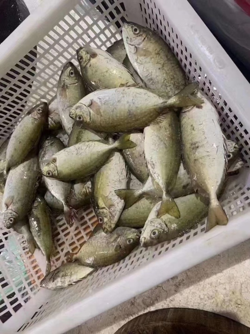 泥猛鱼新鲜又好吃快来买啊