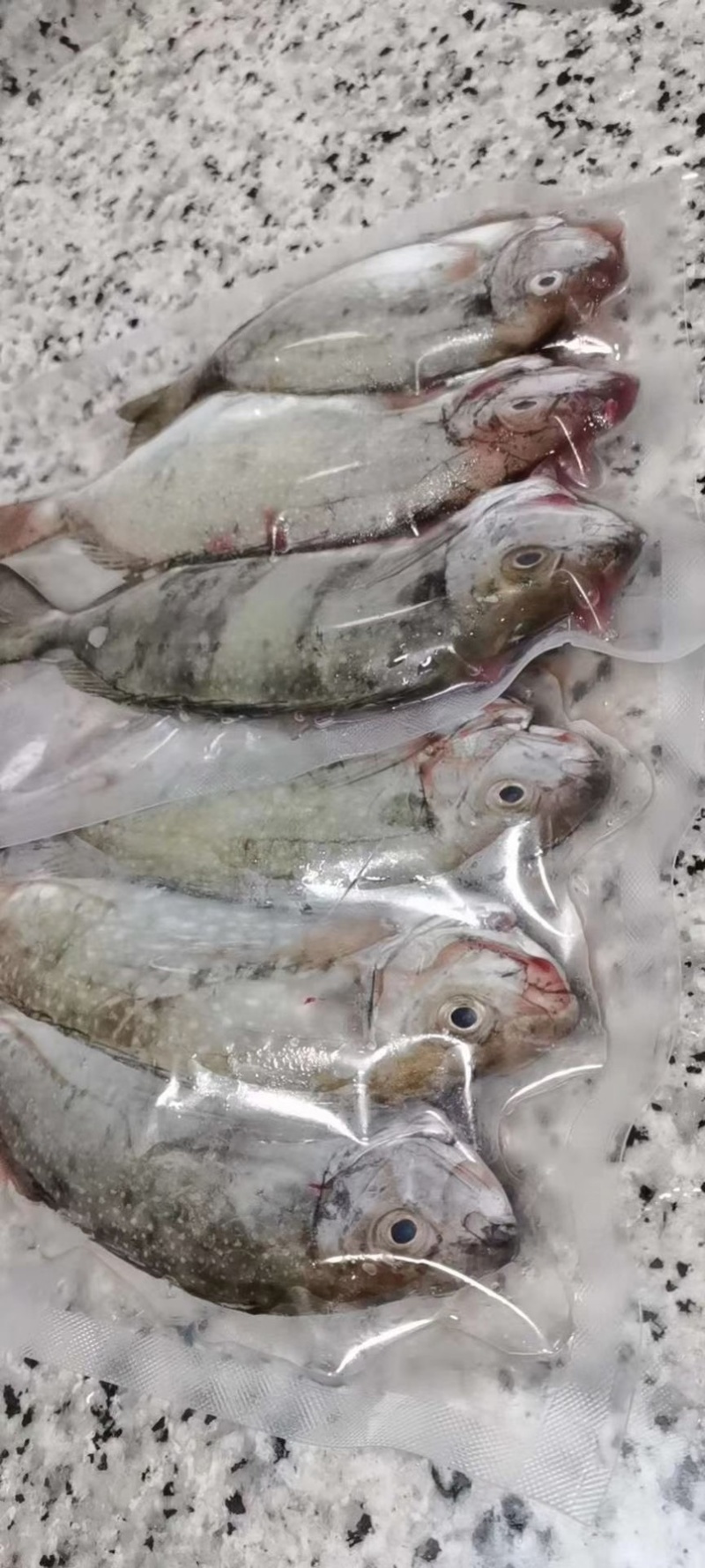 泥猛鱼新鲜又好吃快来买啊