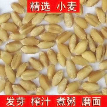 （包邮）2024年农家带皮优质小麦粒5斤