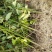 香樟树苗大小叶香樟庭院驱蚊南北方种植四季常青大型工程绿化