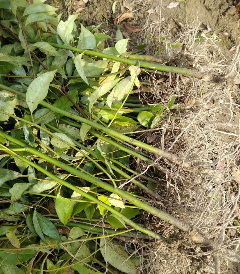 香樟树苗大小叶香樟庭院驱蚊南北方种植四季常青大型工程绿化