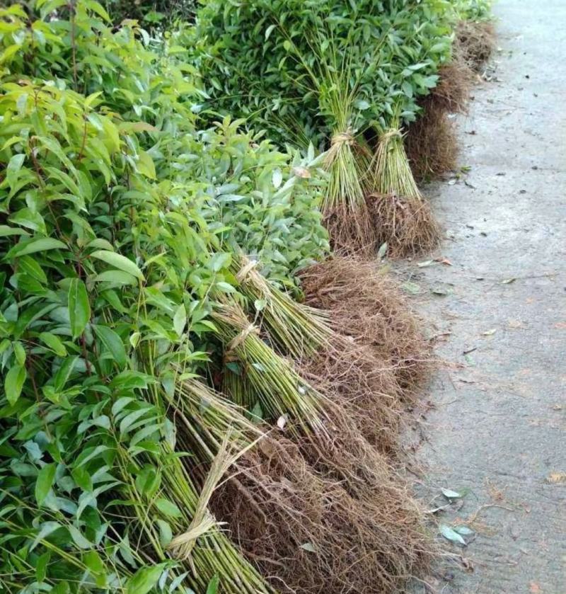 香樟树苗大小叶香樟庭院驱蚊南北方种植四季常青大型工程绿化