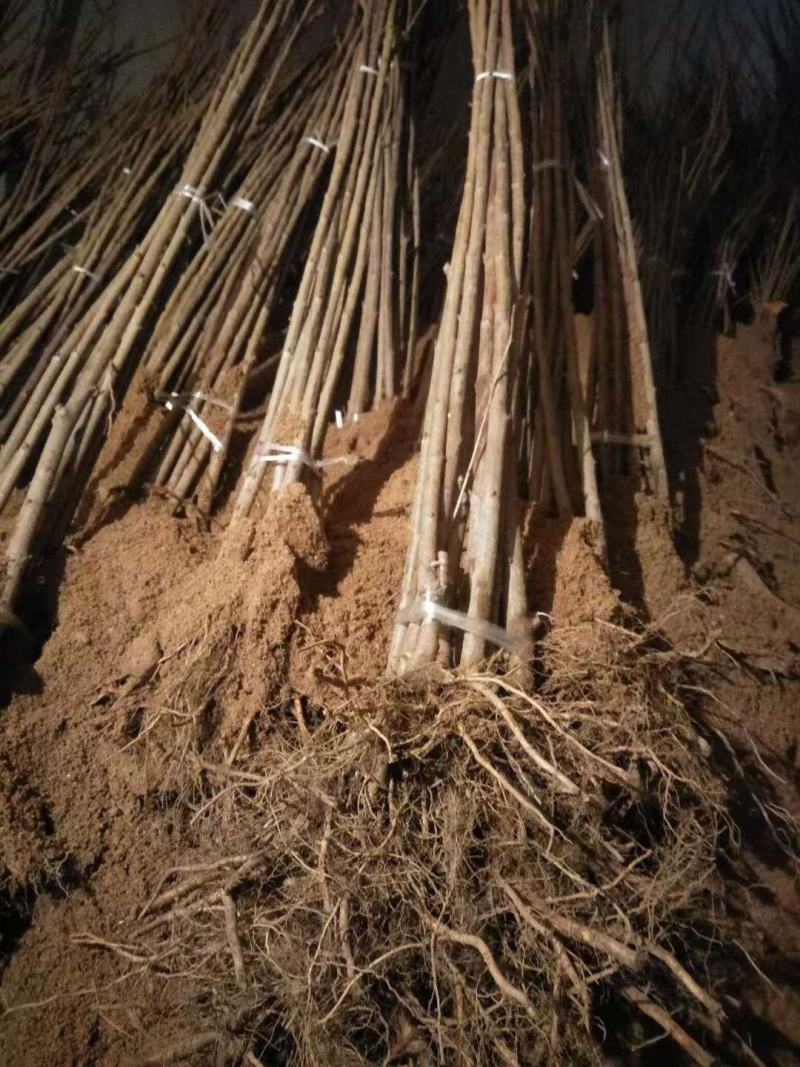 车厘子大樱桃树苗，当年结果的车厘子，甜樱桃树苗，