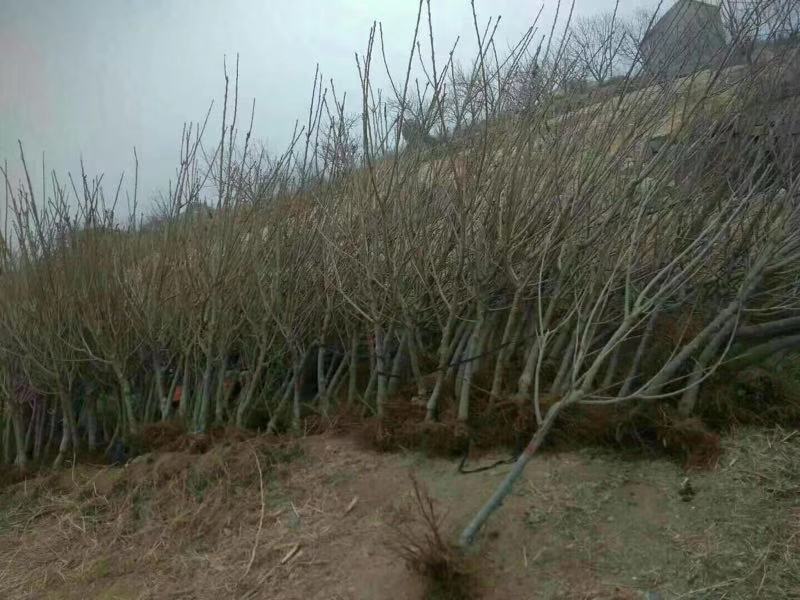 车厘子大樱桃树苗，当年结果的车厘子，甜樱桃树苗，
