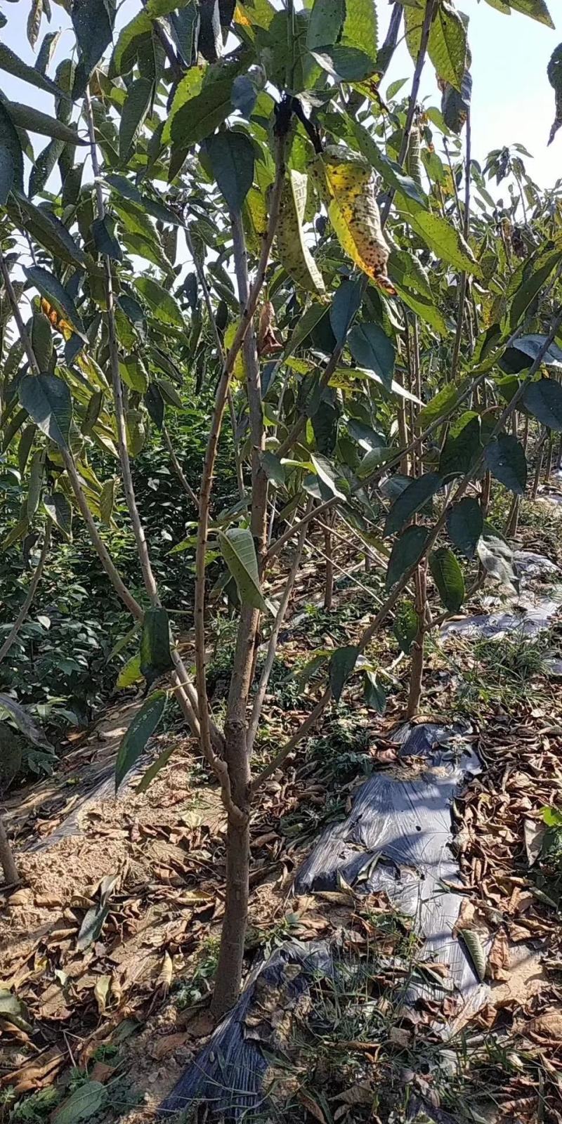 车厘子大樱桃树苗，当年结果的车厘子，甜樱桃树苗，