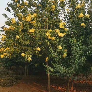 丁香树丁香树苗大量直销(品种全价格优)