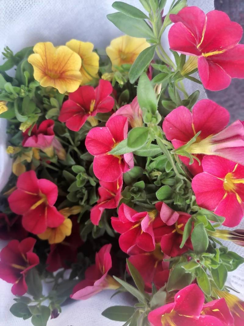 舞春花花期长颜色多好管理耐运输价格合理发货及时
