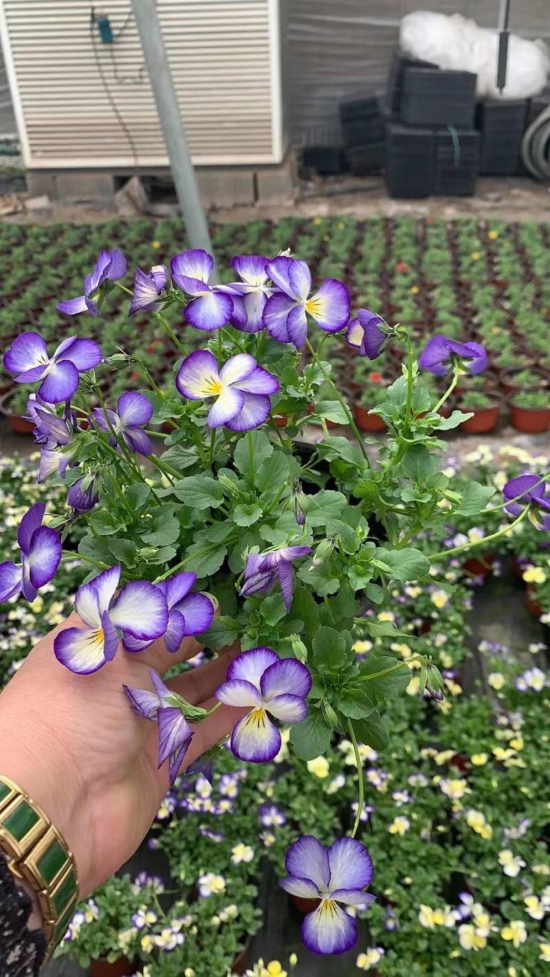 舞春花花期长颜色多好管理耐运输价格合理发货及时