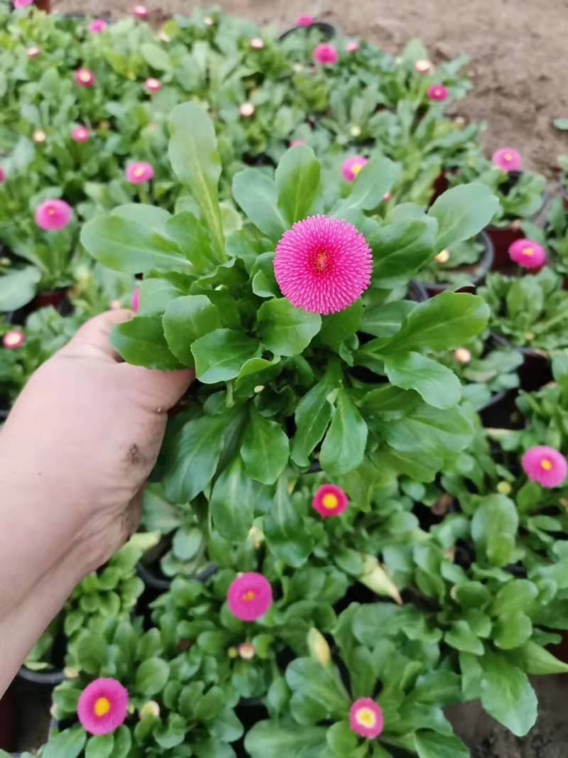舞春花花期长颜色多好管理耐运输价格合理发货及时