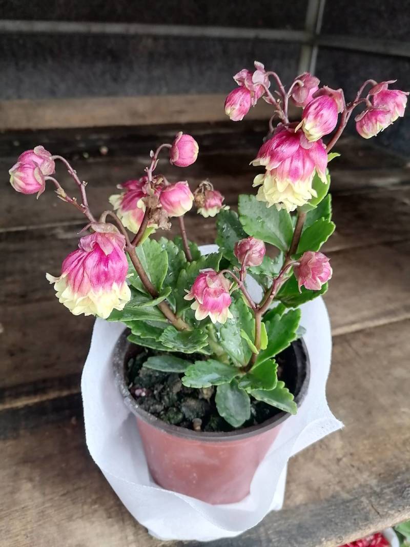 舞春花花期长颜色多好管理耐运输价格合理发货及时