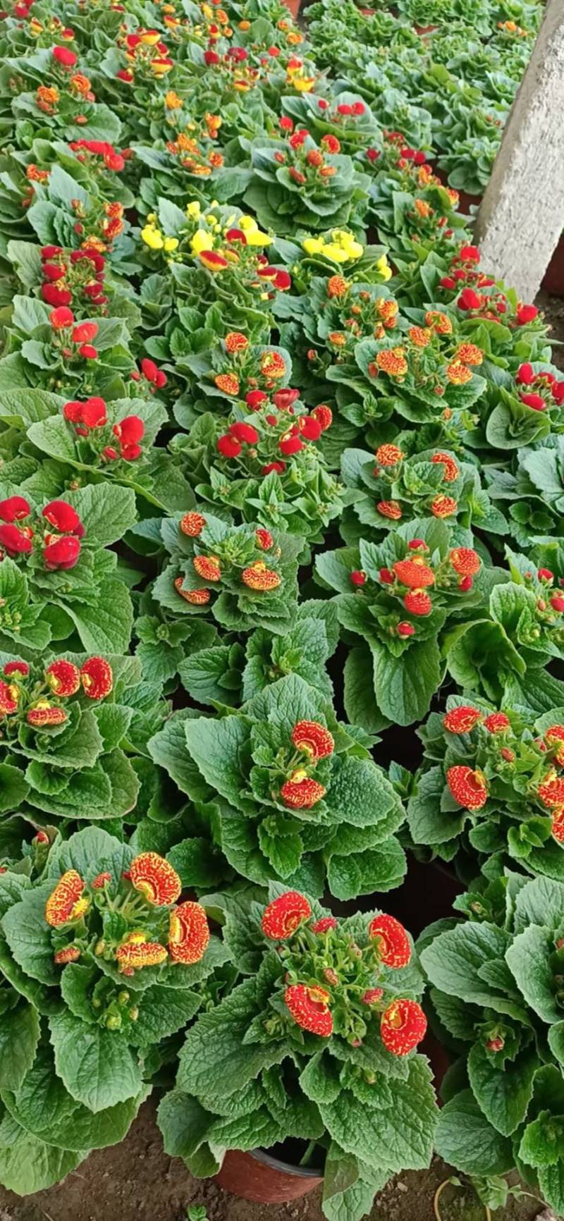 舞春花花期长颜色多好管理耐运输价格合理发货及时