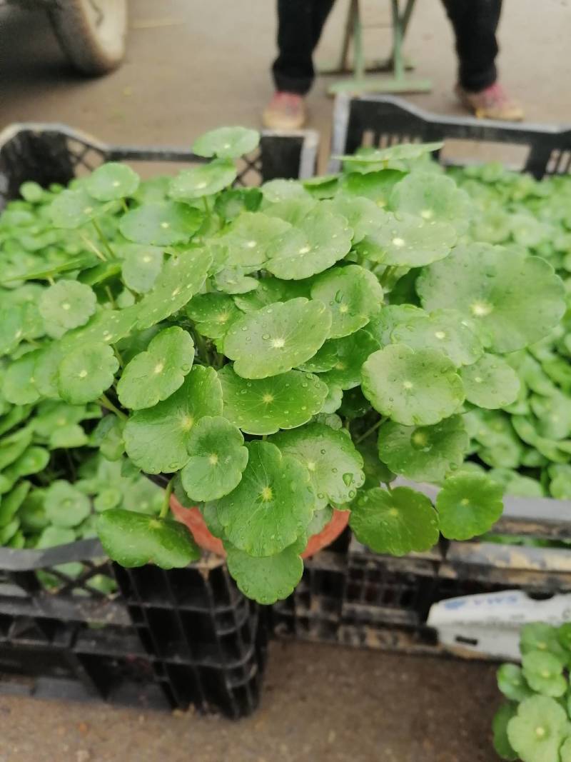 舞春花花期长颜色多好管理耐运输价格合理发货及时