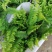 舞春花花期长颜色多好管理耐运输价格合理发货及时