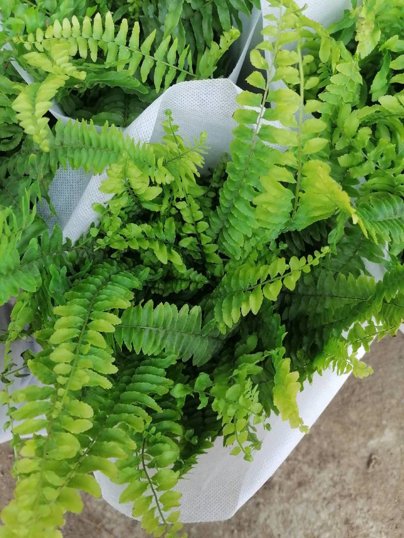 舞春花花期长颜色多好管理耐运输价格合理发货及时