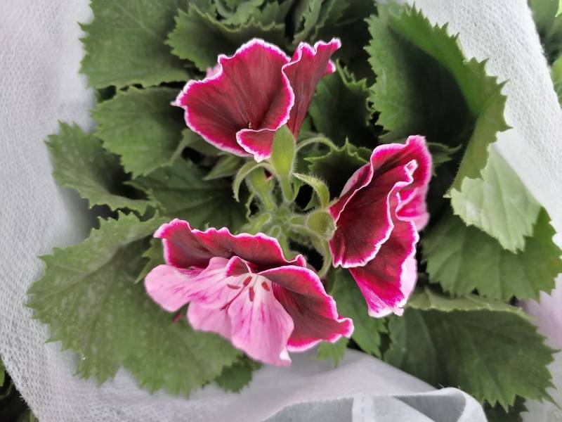 舞春花花期长颜色多好管理耐运输价格合理发货及时
