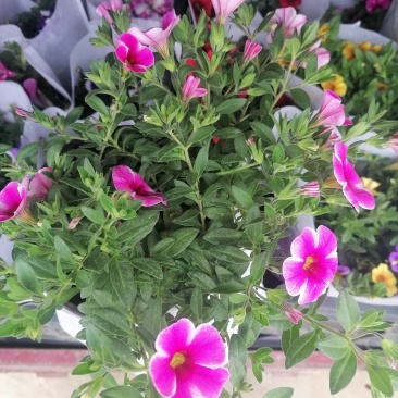 舞春花花期长颜色多好管理耐运输价格合理发货及时