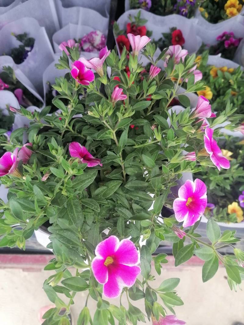 舞春花花期长颜色多好管理耐运输价格合理发货及时