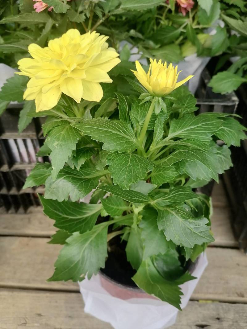 舞春花花期长颜色多好管理耐运输价格合理发货及时