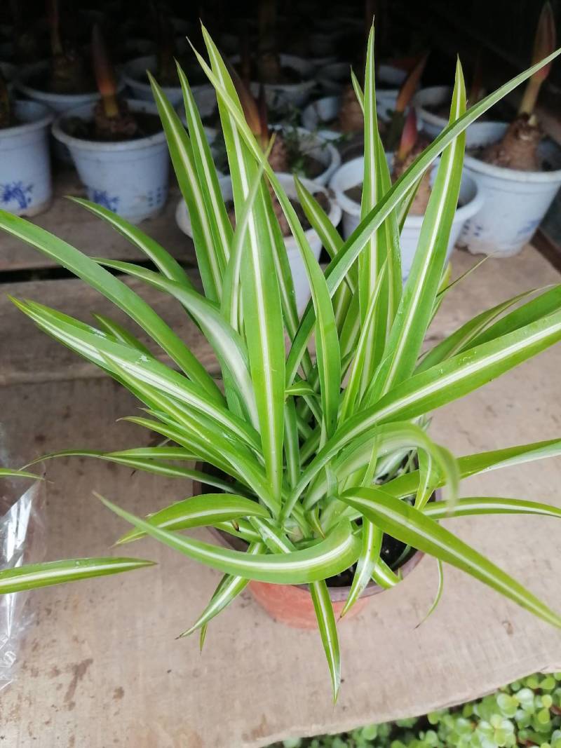 舞春花花期长颜色多好管理耐运输价格合理发货及时