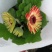 舞春花花期长颜色多好管理耐运输价格合理发货及时