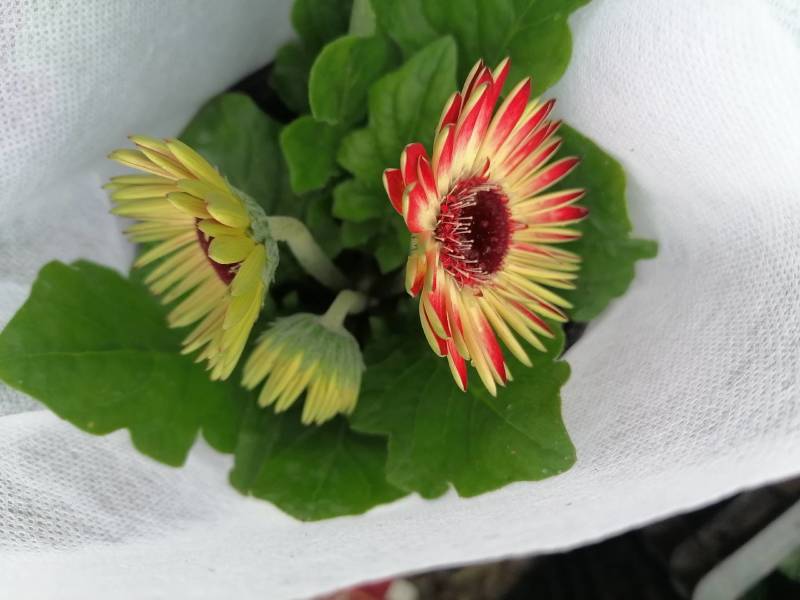 舞春花花期长颜色多好管理耐运输价格合理发货及时