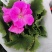 舞春花花期长颜色多好管理耐运输价格合理发货及时