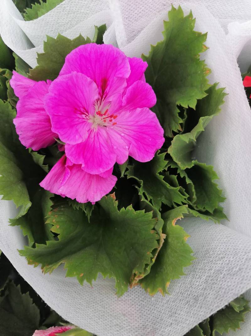 舞春花花期长颜色多好管理耐运输价格合理发货及时