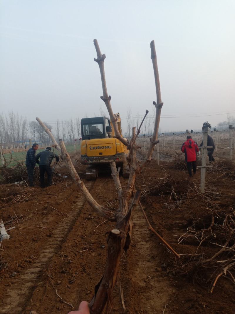 葡萄树淘宝，占地用苗圃直发产量高发货快免费技术指导