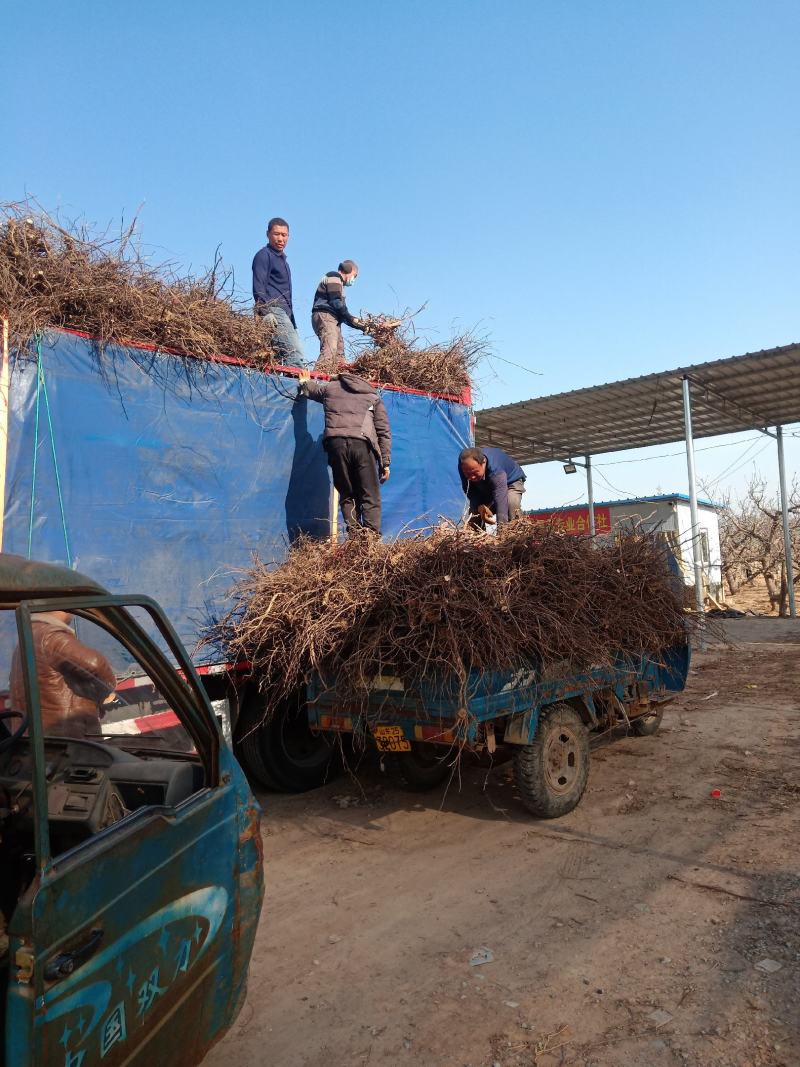 葡萄树淘宝，占地用苗圃直发产量高发货快免费技术指导