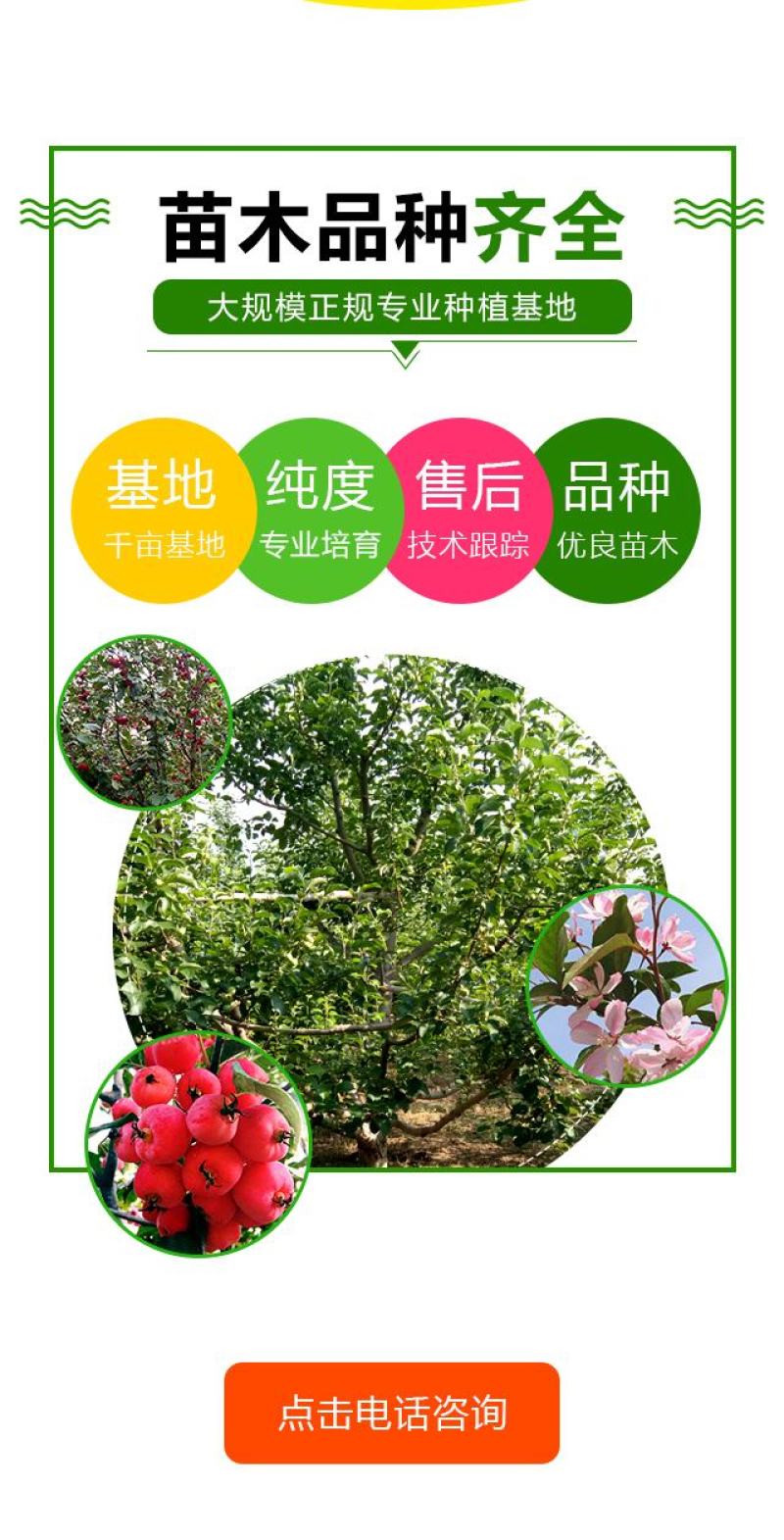 17公分八棱海棠价格19公分八棱海棠树价格