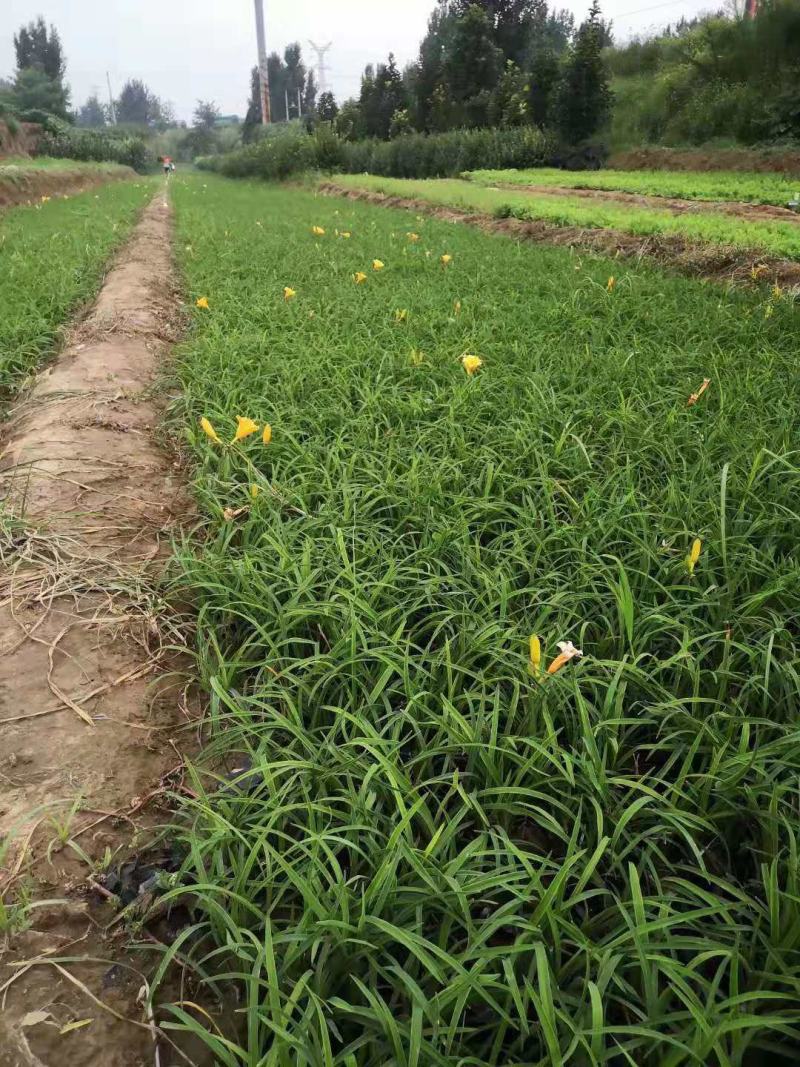 金娃娃萱草地栽金娃娃萱草营养钵金娃娃萱草
