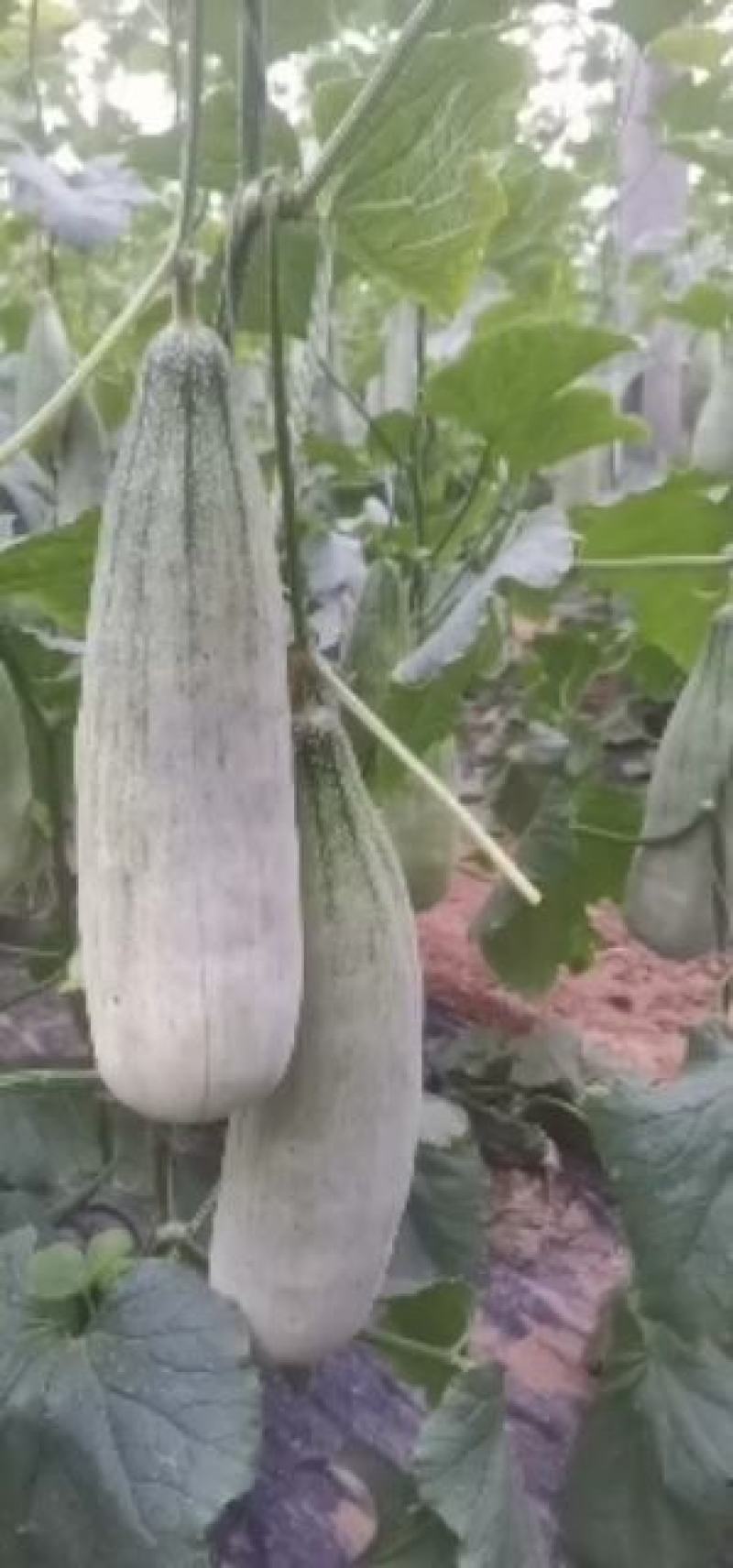 羊角脆甜瓜一斤左右，个头均匀，条形好，四块左右山东潍坊