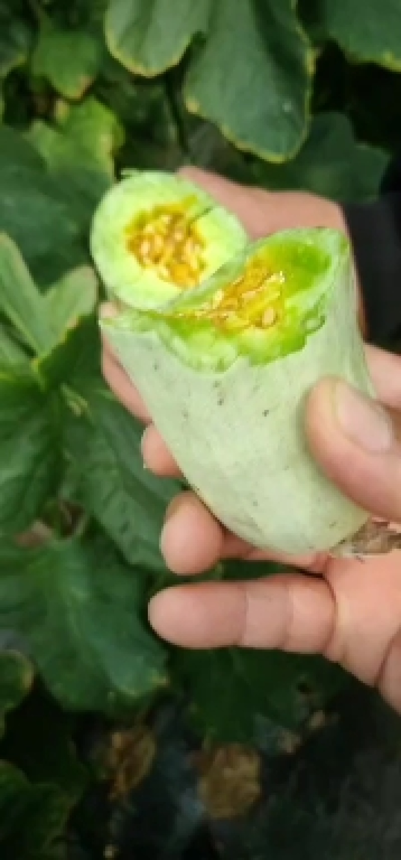 羊角脆甜瓜一斤左右，个头均匀，条形好，四块左右山东潍坊