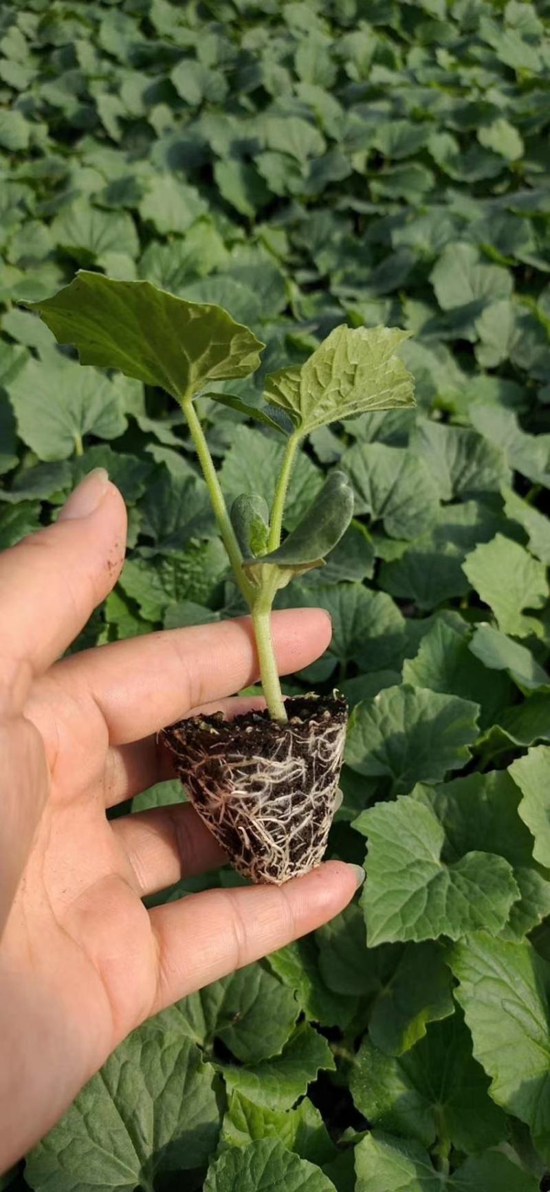 1号节瓜苗（白蜡粉节瓜，高产型）青皮白皮两用