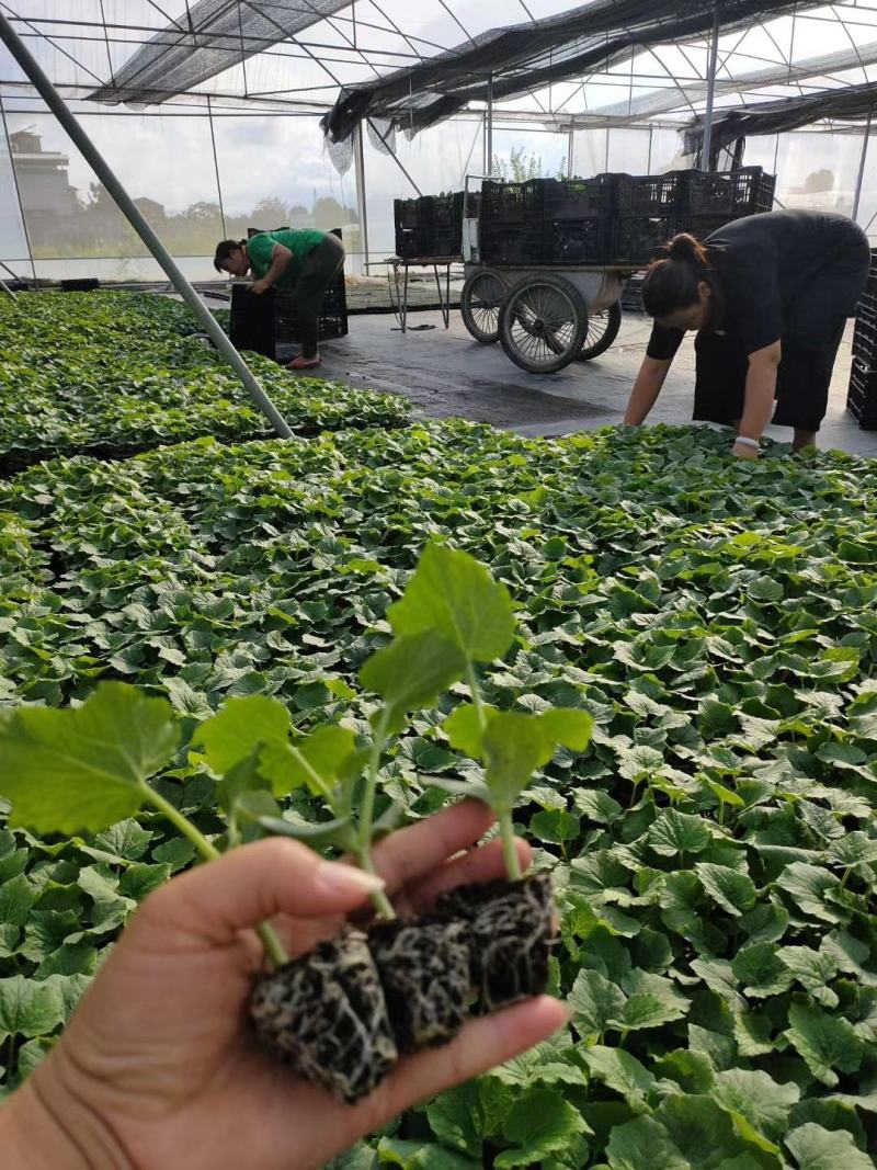 1号节瓜苗（白蜡粉节瓜，高产型）青皮白皮两用