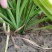 红运萱草红花萱草营养钵萱草