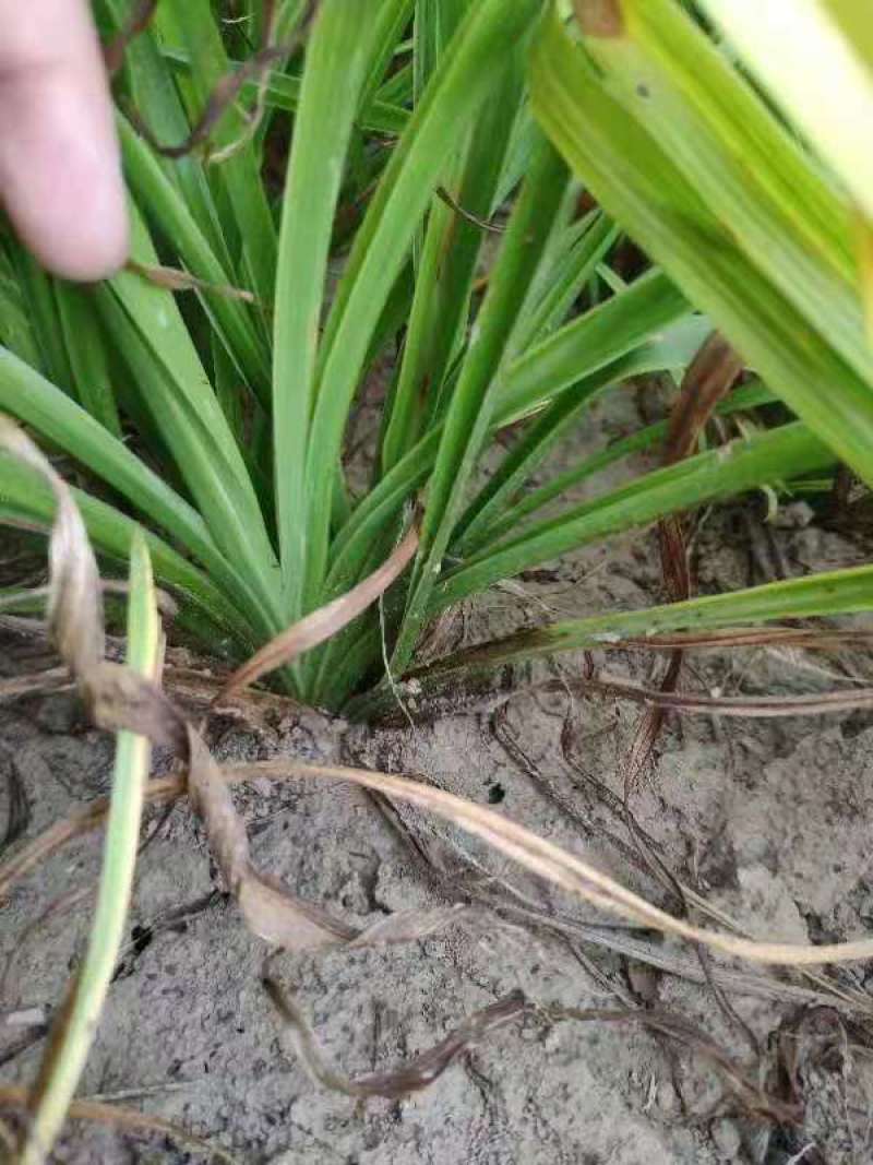 红运萱草红花萱草营养钵萱草