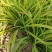 红运萱草红花萱草营养钵萱草