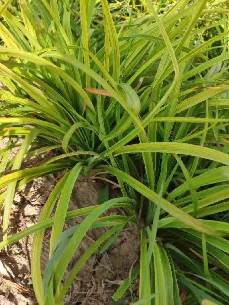 红运萱草红花萱草营养钵萱草