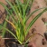 红运萱草红花萱草营养钵萱草
