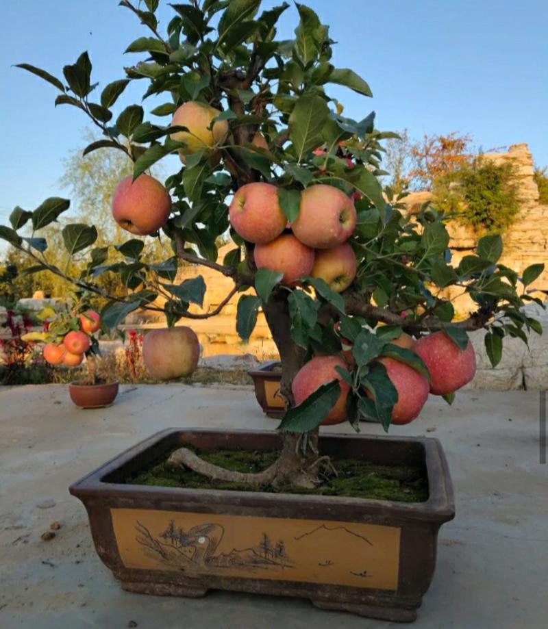苹果树苗，盆栽地栽，树苗矮化室内外盆景，皮薄肉甜当年结果
