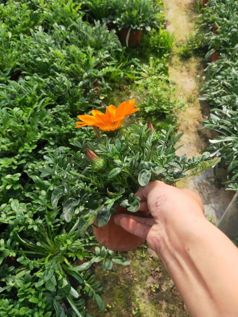 勋章菊，颜色多多的勋章菊，好看的勋章菊，欢迎电话洽谈合作