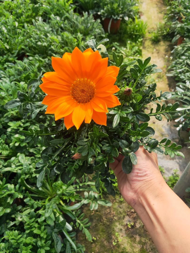 勋章菊，颜色多多的勋章菊，好看的勋章菊，欢迎电话洽谈合作