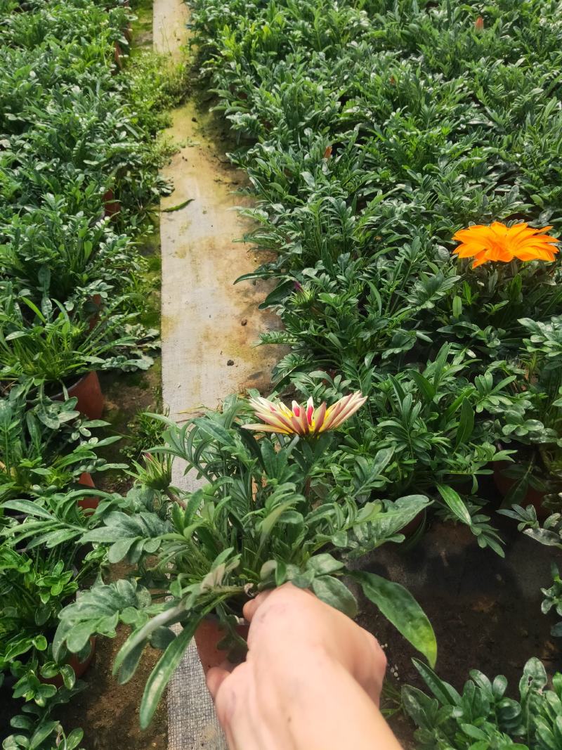 勋章菊，颜色多多的勋章菊，好看的勋章菊，欢迎电话洽谈合作