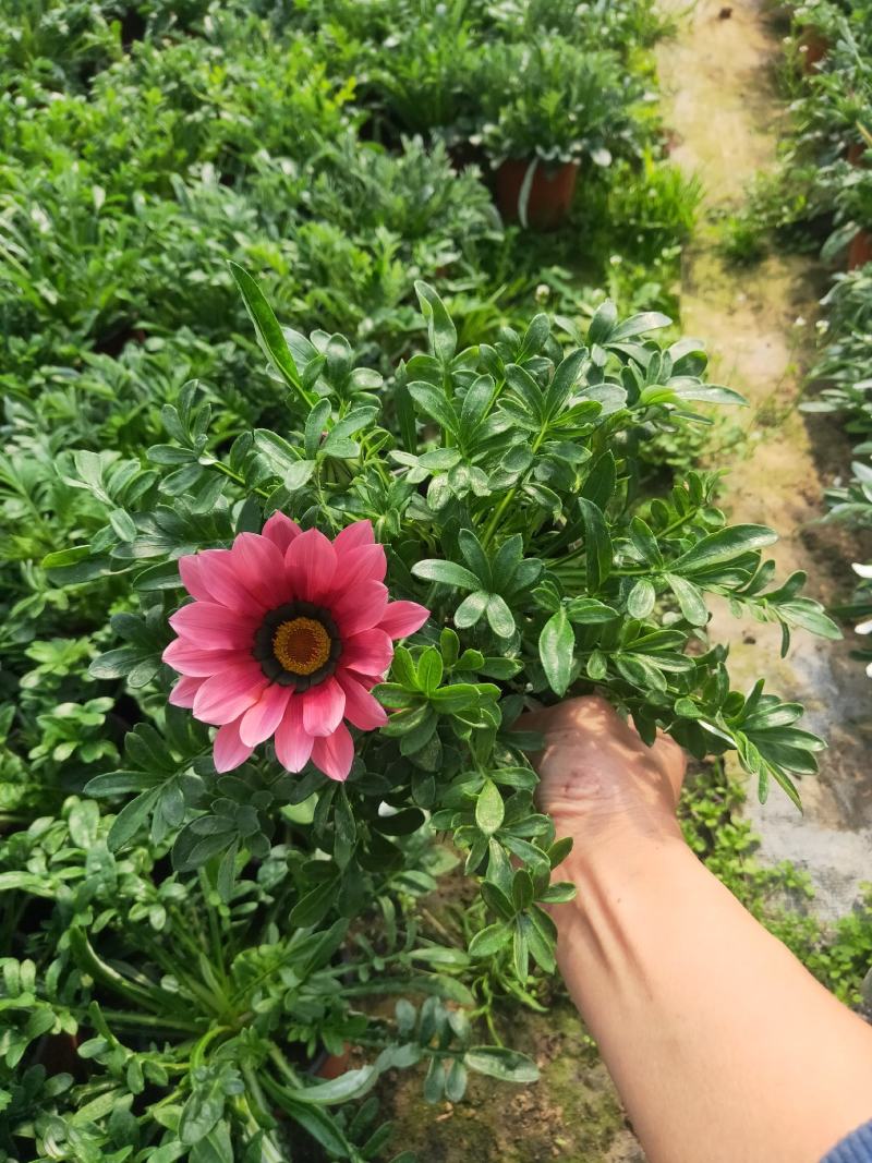 勋章菊，颜色多多的勋章菊，好看的勋章菊，欢迎电话洽谈合作