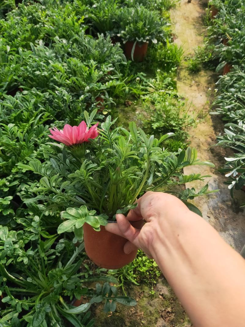 勋章菊，颜色多多的勋章菊，好看的勋章菊，欢迎电话洽谈合作